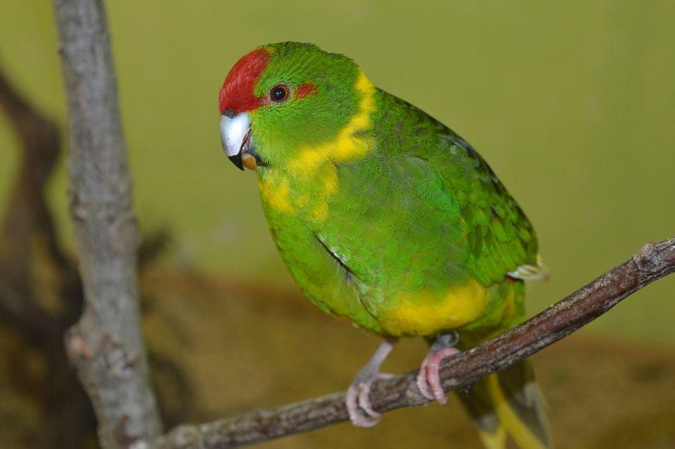 op tijd reserveren en nagaan of er medische eisen zijn waaraan uw vogel moet voldoen.