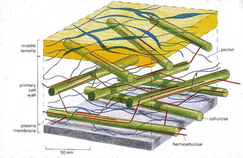 Biomassa Model