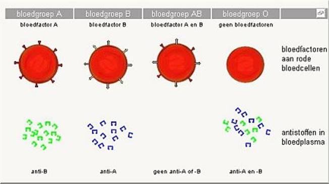 Bijlage 1: en De belangrijkste bloedgroepen Ieder mens heeft bloed van een bepaalde bloedgroep. De vier bloedgroepen zijn, B, B, en O. en zijn erfelijk.