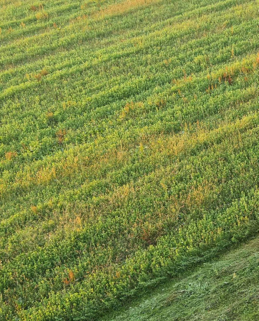 ECHTE PRESTATIES Alle Kubota schijvenmaaiers zijn ontwikkeld om te presteren onder de zwaarste omstandigheden.