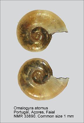 rota (Forbes & Hanley, 1850) mm 2-3 Skeneopsis planorbis
