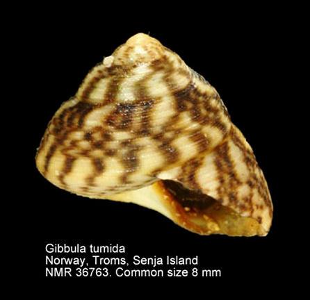 10 mm C : hoog als breed - wide as high Euspira pulchella (Risso, 1826) mm 7-12 Gibbula tumida