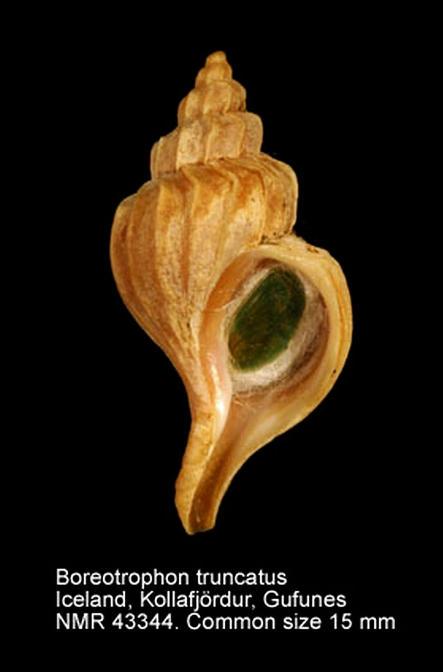 Boreotrophon truncatus (Stroém, 1768) mm
