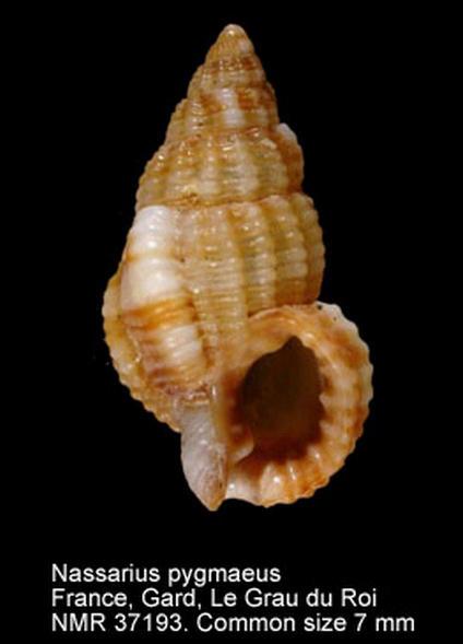 Nassarius pygmaeus Lamarck,