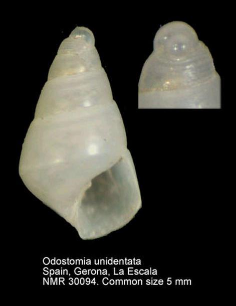 Marshallora adversa (Montagu, 1803) mm 5-10 Odostomia turrita Hanley, 1844 mm 2-3,5