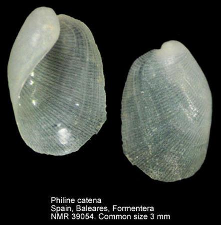 mouth high as the shell Cylichna cylindracea (Pennant, 1777) mm 8-10 Diaphana minuta T.