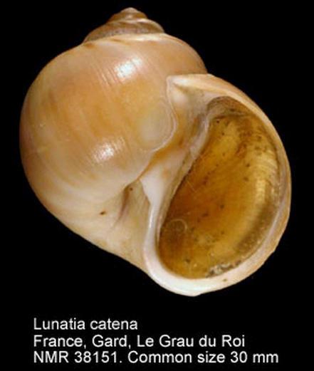 Euspira catena (da Costa, 1778) mm 40-50