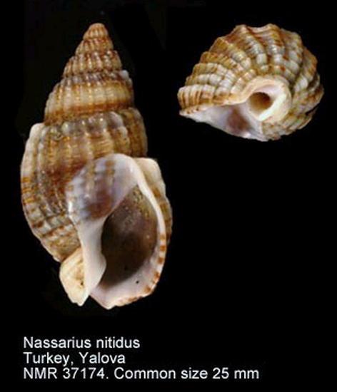 Nassarius nitidus (Jeffreys, 1867) mm 20-25 Nassarius reticulatus (Linnaeus, 1758) mm