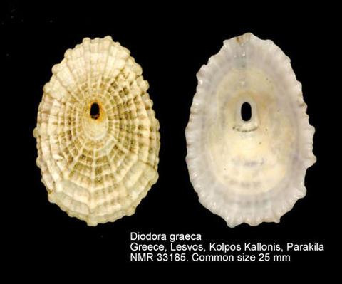 geplette conical flattened Ansates pellucidus