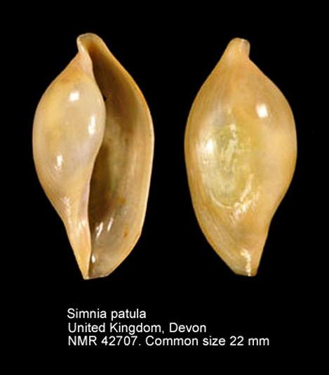Simnia patula (Pennant, 1777) mm 18-24