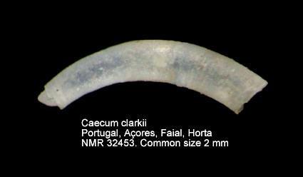 abnormale abnormal shape Caecum glabrum