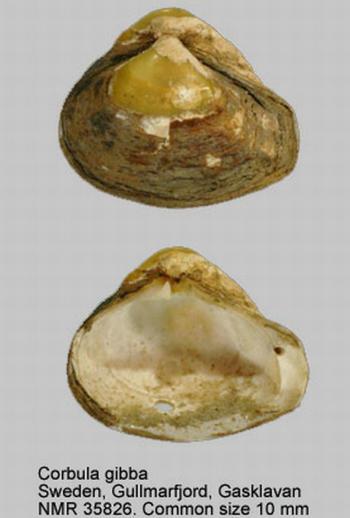Corbula gibba (Olivi, 1792) mm 10-15 Donax vittatus (da Costa, 1778) mm 20-30