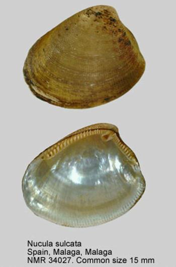 60-120 Mya arenaria Linnaeus, 1758 mm