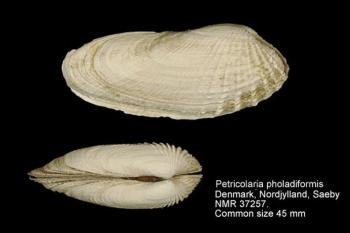 1791) mm 10-14 Petricola