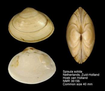 Spisula solida (Linnaeus, 1758) mm 22-48