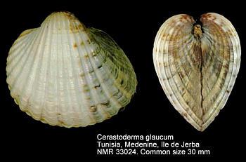 Cerastoderma edule (Linnaeus, 1758) mm 30-40 Cerastoderma glaucum (Bruguiere, 1789) mm