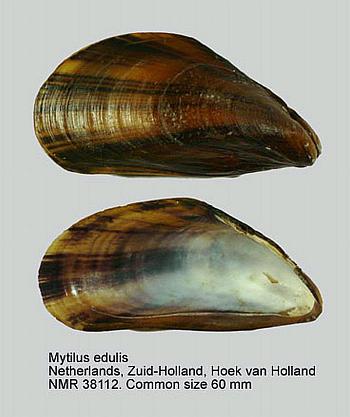 elongated Crassostrea gigas (Thunberg,