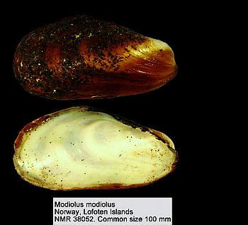 (Lamarck, 1819) mm 30-40 Mytilus edulis