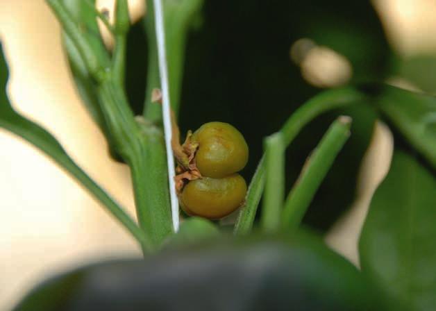 PARTHENOCARPIE PLANTKUNDE De maagdelijke uitgroei van een vrucht Zaadloze vruchtgroenten: een aan Een geaborteerd paprikavruchtje is wel bestoven maar groeit niet uit, het vergeelt en valt af.