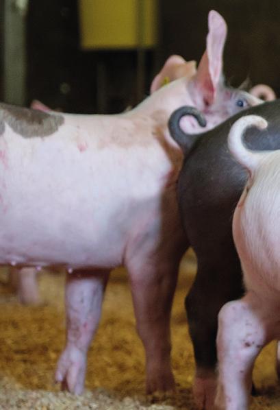 Stimulans vleesvarkensvoerlijnen Samen voor een optimaal rendement Voer, een belangrijk productiemiddel voor elke varkenshouder.