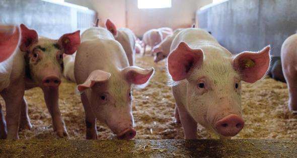 Ervaring in de praktijk Eerste indruk is vaak het beste Henri Ekkel: De varkens zijn uniformer en bevleesder Om te controleren of de simulatie ook overeenkomt met de werkelijke situatie hebben we