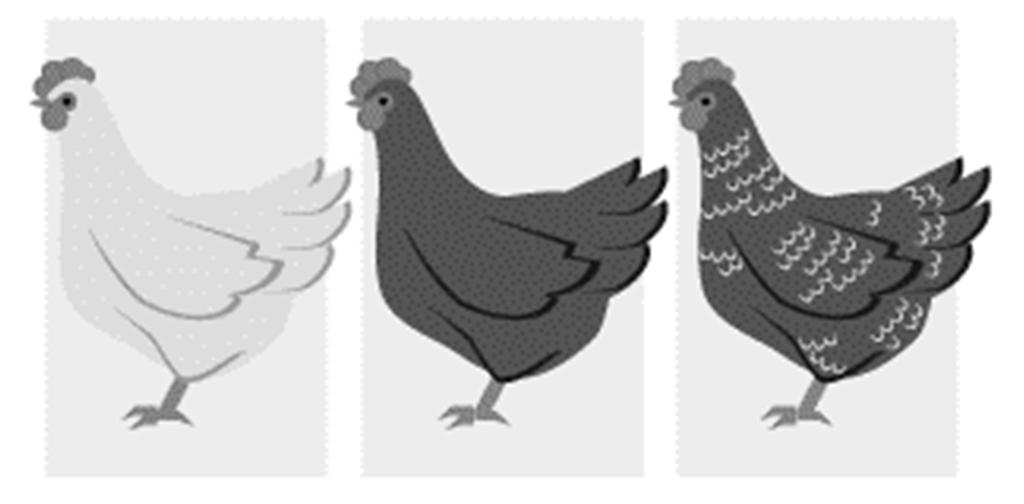 Afb. 4. Kippen met een verschillend uiterlijk. 19. Voor langere tijd worden vogels met elkaar gekruist, waardoor je allerlei kleurvariaties kunt krijgen.