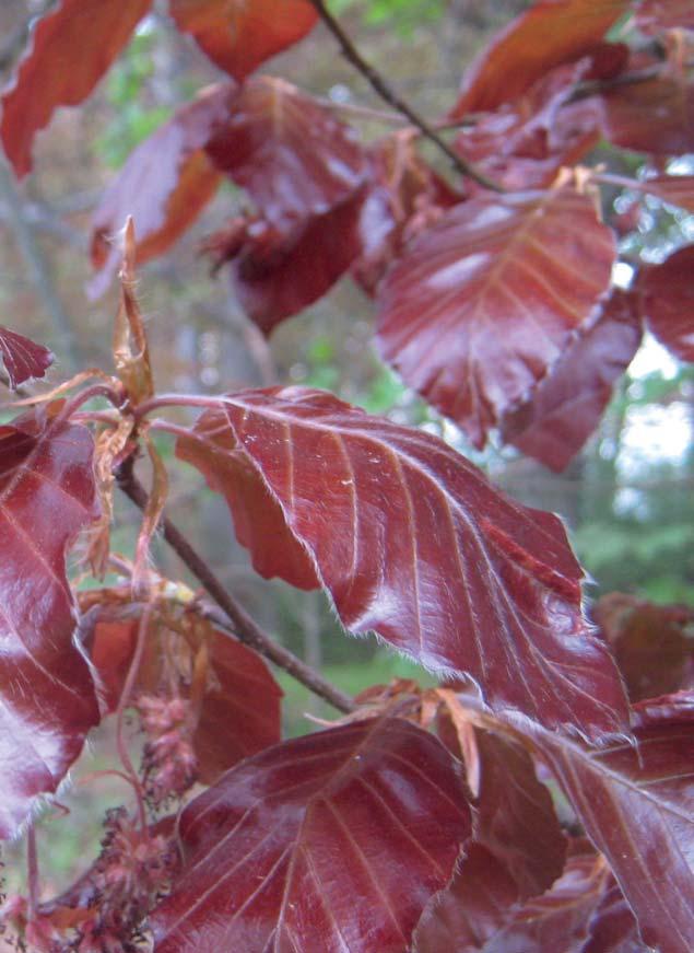 Rode beuk Fagus sylvatica Atropunicea Fagus sylvatica Atropurpurea, ook bekend als Rode beuk, is grotendeels hetzelfde als de groene versie (de gewone Fagus sylvatica of Groene beuk).