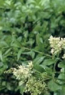 Het belangrijkste verschil tussen deze soort en de Ligustrum vulgare (Gewone liguster) is dat de Wintergroene Liguster Atrovirens in de winter minder blad verliest.