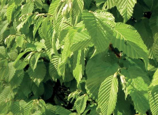 De haagbeuk houdt minder goed zijn blad vast in de winter dan de beukhaag. De haagbeuk is daarentegen in de zomer dichter van structuur dan de beukhaag.