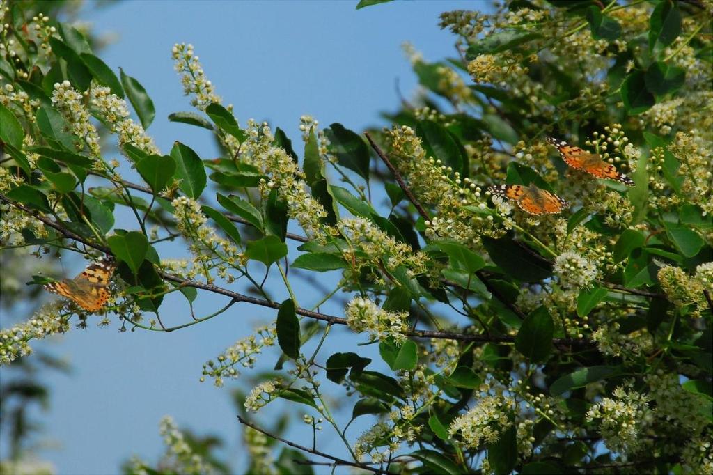 In de AWD is de tegenwoordige voorjaarsbloemarmoede tekenend voor de afgenomen kwaliteit van bloemrijk duingrasland als vlinderleefgebied en voor de achteruitgang van vlinders.