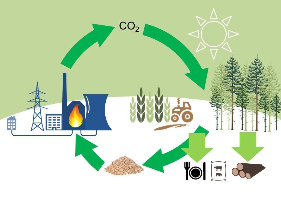 Biomassa Opgeslagen zonne-energie.