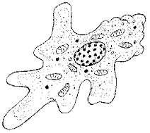 1.4.4 Tabuleer TWEE verskille tussen organisme A en B. (5) 1.4.4 Die spesienaam van organisme B is proteus en die genus naam is amoeba.