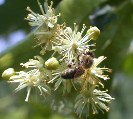 pseudoacacia) B.