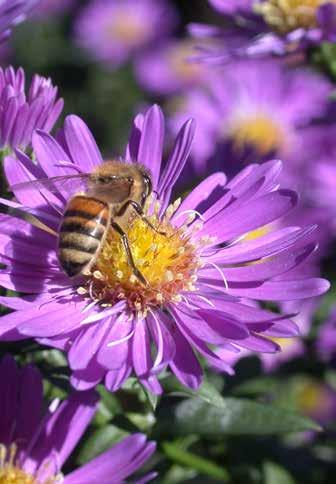 Doorheen het bijenseizoen September Met de herfst in zicht, vermindert het volume werk aan de bijen gestaag.