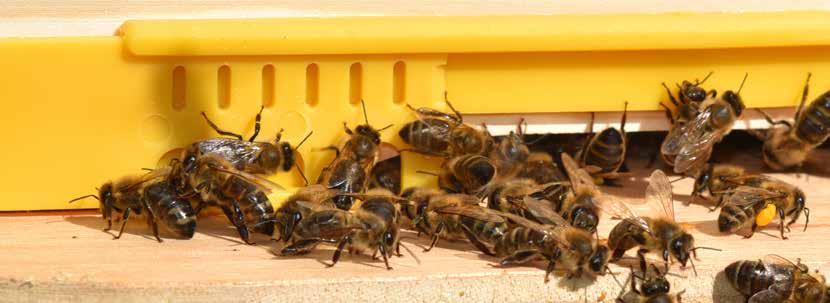 Voordelen van de werkwijze Doelgroep Voordelen van Ghislains werkwijze De controle op de aanwezigheid van eiwitreserves en het remediëren bij tekorten, zorgt voor bijen die aan het einde van de