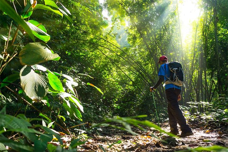 Dag 13: Taman Negara Nationaal Park 's Ochtends maak je een pittige junglewandeling naar het uitkijkpunt bij de berg Bukit Teresek.