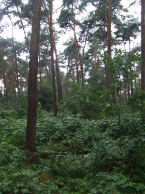 Uitgebreid bosbeheerplan Pidpa Oud-Turnhout Algemene beschrijving 25 Bestand 4a Eveneens een besstand met Grove den.