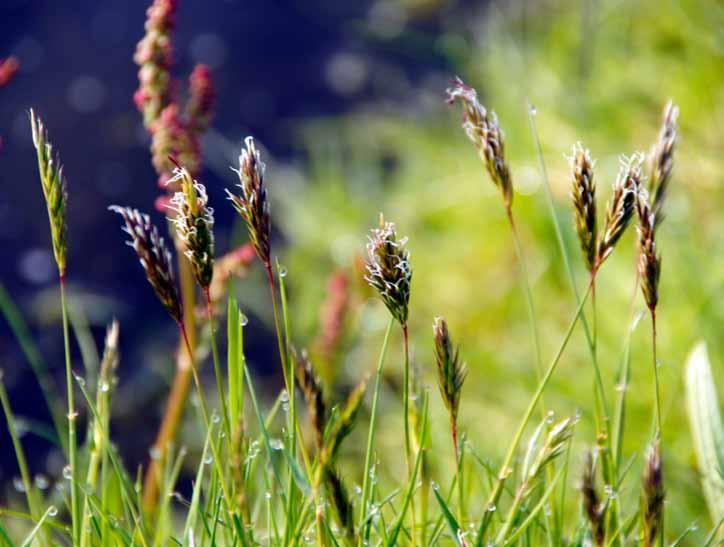 Oud grasland: kleurig en goed voor weidevogels 12 Onderzoek aan oud grasland In 2013 zijn vijf percelen oud grasland vergeleken met vijf referentiepercelen regulier grasland.