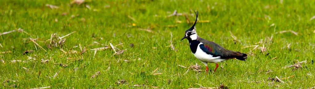 7 fasen maaien van rietkragen en rietlandjes. Hierdoor ontstaan betere kansen voor moerasvogels, planten, vlinders en bijzondere zoogdieren zoals de Noordse woelmuis.