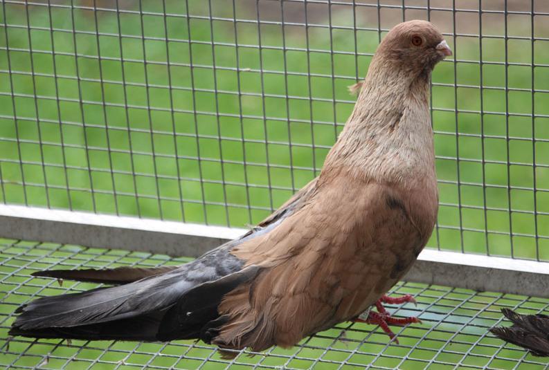 GAZAGANTI MIJN FAVORIETE KLEURSLAG ONDER DE EGYPTISCHE SWIFTS Tekst en foto s: Remco de Koster Foto: Gazaganti Swift met een goede lengte.