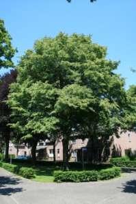 Locatie Plaats: Wintelre Straat en nummer: De Biezenvelden