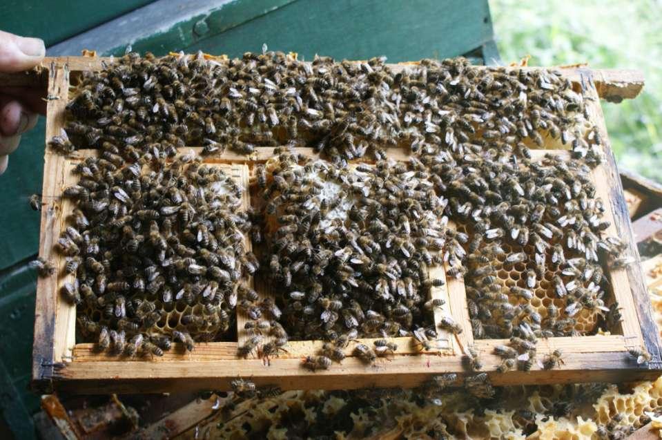 Varroa-tolerante bijen