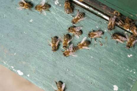 Varroa-tolerante bijen Internationaal onderzoek leert ons.