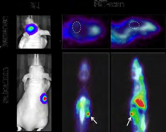 Afbeelding 3: Met behulp van bioluminescentie hebben we vastgesteld of er tumorgroei aanwezig was in de hersenen en subcutaan. Vervolgens is het radioactieve 89Zr-bevacizumab toegediend.