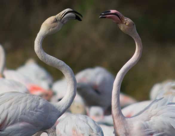 103 Roze flamingo (Phoenicopterus roseus) Bewegwijzering en ondersteuning: er zijn informatieborden over de fauna en flora in het watergebied en een uitkijkpunt/waarnemingsstation dat op het kustmeer