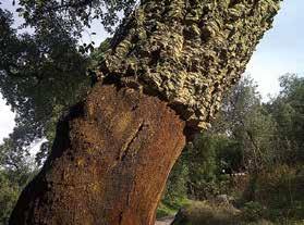 Kurkeik (Quercus suber) Beschrijving Het Monchiquegebergte vormt het hoogste punt van de Algarve, met een hoogte van 905 meter.
