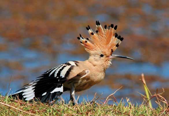Systematische lijst van vogelsoorten die in de Algarve voorkomen 156 Fenologie (Fen): Trek - Trekvogel Stand - Standvogel Overw - Overwinteraar Zomer - Zomervogel (broed- en trekvogel) Abondantie
