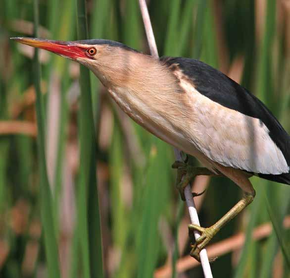 89 Woudaap (Ixobrychus minutus) Bewegwijzering en ondersteuning: er is alleen een kleine observatietoren. Bijzonderheden: een klein meer, vrij toegankelijk met de auto en heel makkelijk te bezoeken.