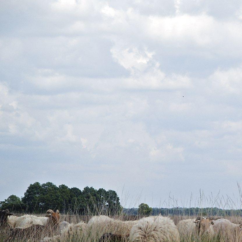 3. Betere Zichtbaarheid Drenthe is een sterk toeristisch merk en heeft de bezoeker veel te bieden.