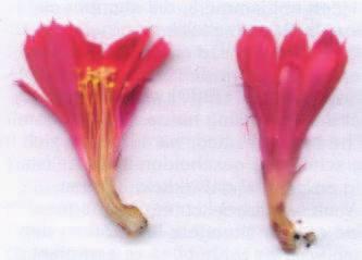 Schumann had geobserveerd dat het nieuwe plant-je niet uit het areool bloeide, waardoor het geen echinopsis kon zijn.